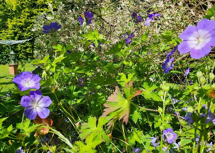 2 Im Haus Windjammer Böhl